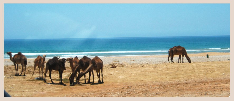 Верблюды в Марокко