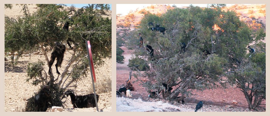 Удивительные марроканские козы.